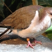 Caribbean Dove